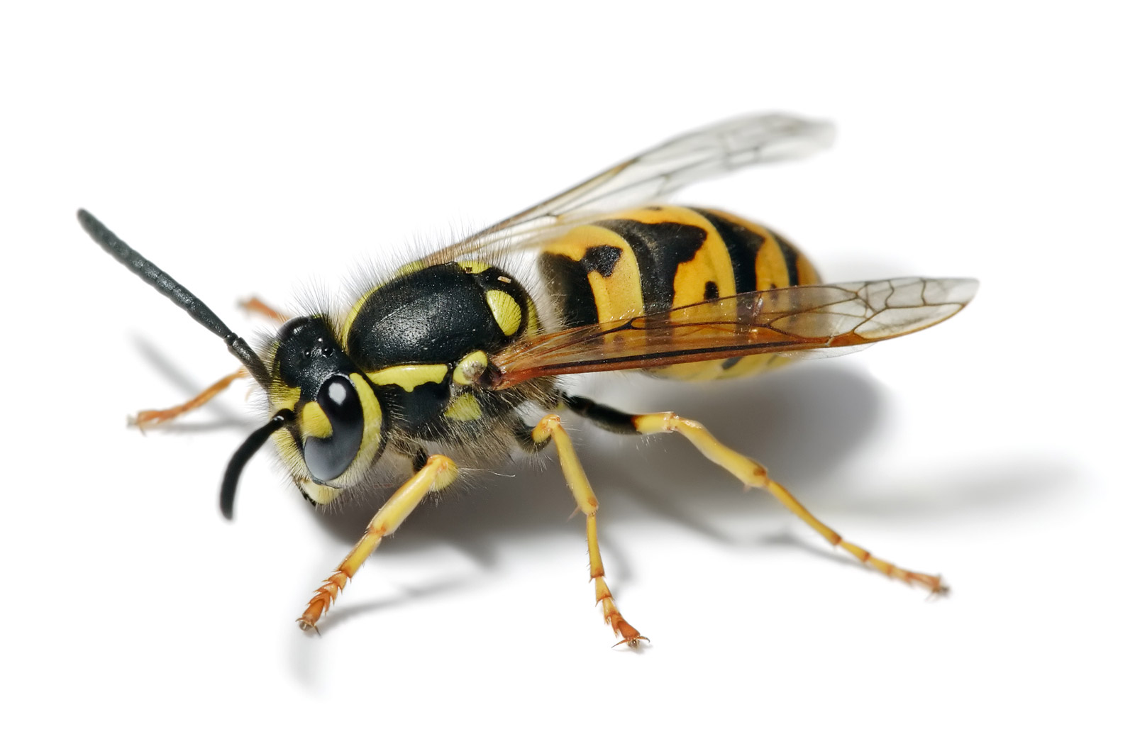 The common wasp